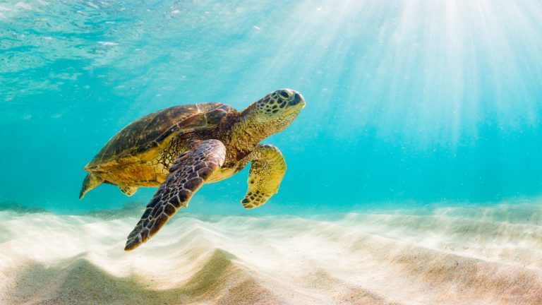 Sea Turtle in the Ocean