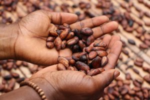 Person holding cocoa beans