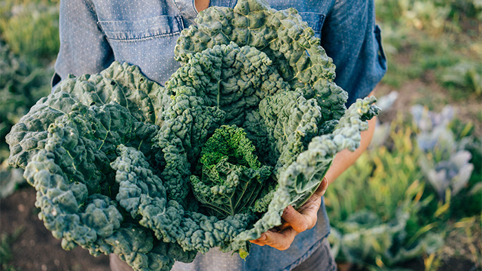 organic kale