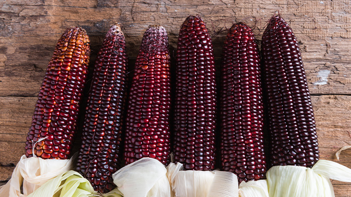 organic purple corn