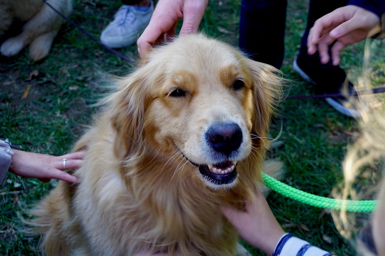 People petting a golden retriever