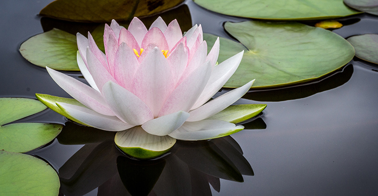 A lotus blossom on still water