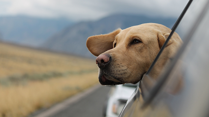 Dog sticking its head out the window