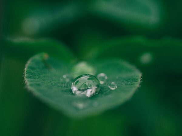 Dew drop on leaf