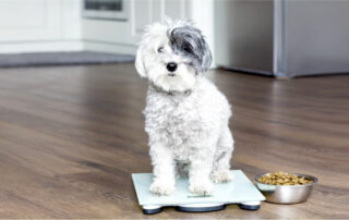 Small dog sitting on a digital scale next to a bowl of dog food