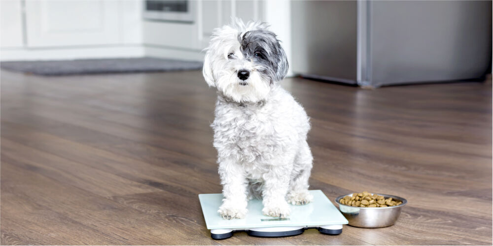 Small dog sitting on a digital scale next to a bowl of dog food