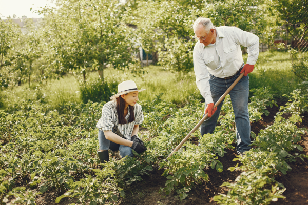 Older father farming with his adult daughter