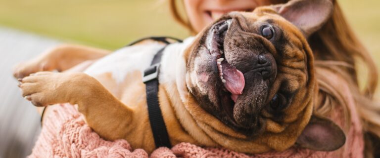 How Dogs Can Improve Your Mental Health